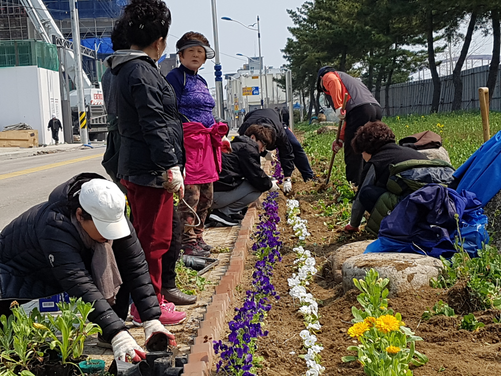 2017 교동통장협의회 꽃으로 덮인 가로환경조성사업2